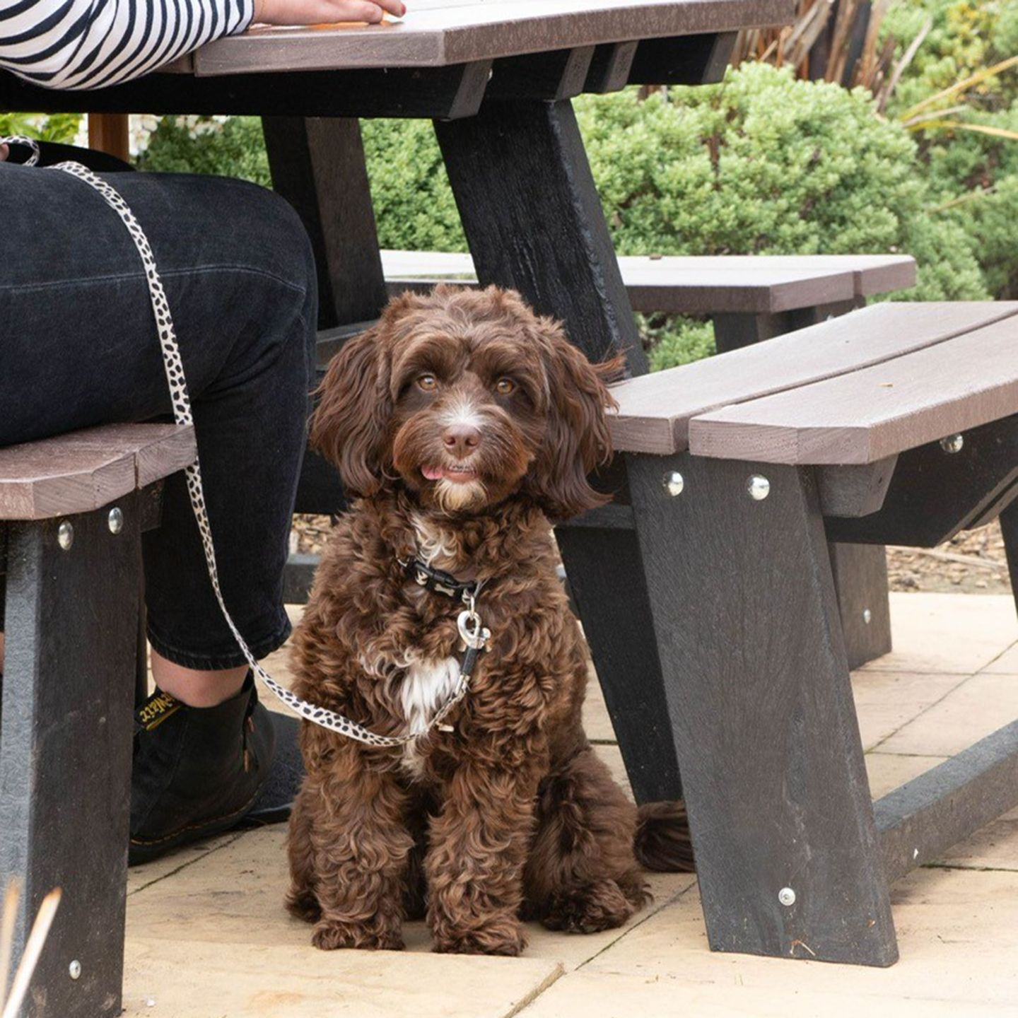 Your local dog friendly pub in Poole